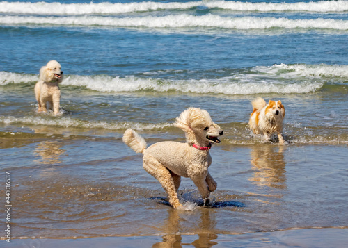 Dogs having fun at the beach © Elisabeth