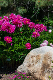 Pink Peonies Blooming in Yampa River Botanical Gardens