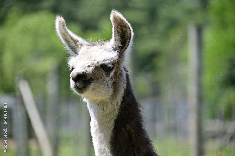 A young llama (Lama glama). Portrait of young llama in summer. Black and white llama.