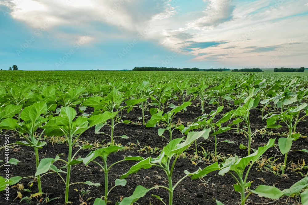 corn field in the morning