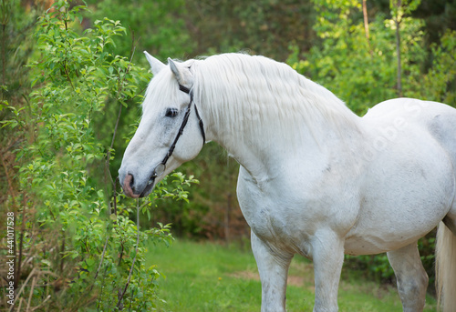 portrait of white Percheron Draft Horse in  forest photo