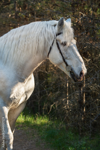 portrait of white Percheron Draft Horse posing in  forest
