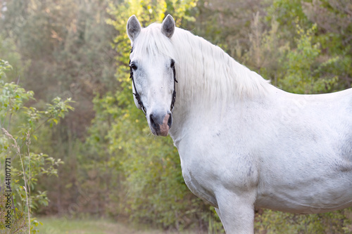 portrait of white Percheron Draft Horse posing in  forest photo