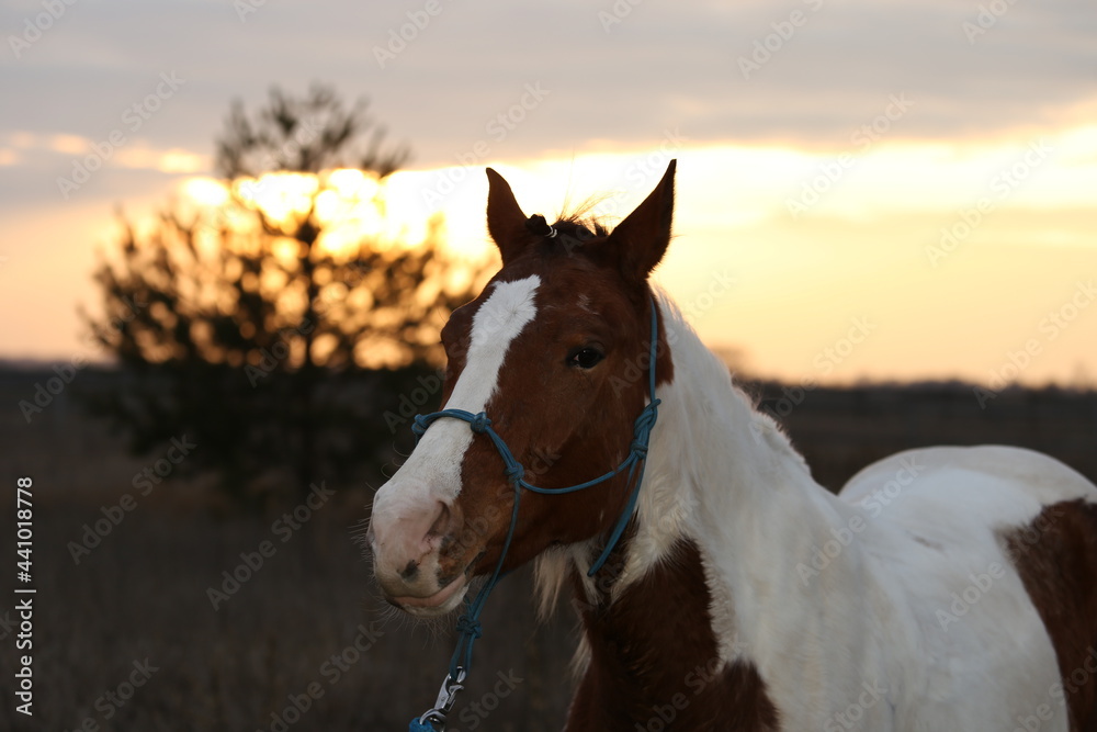 Portrait of pinto horse in the field at sunset