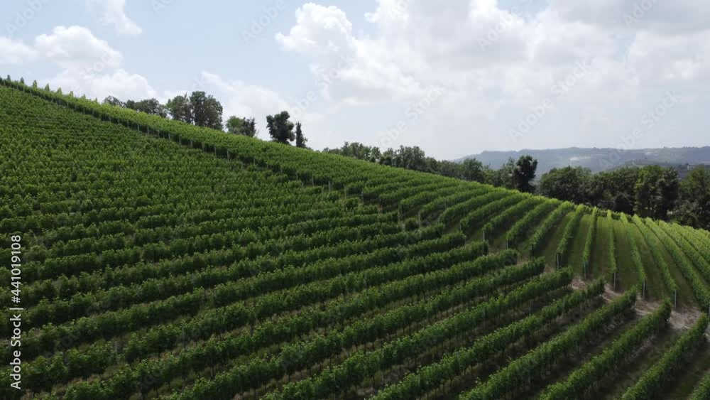 Vineyards in the Langhe hills, near Alba, Piedmont - Italy Vineyards in the Langhe hills, near Alba, Piedmont - Italy