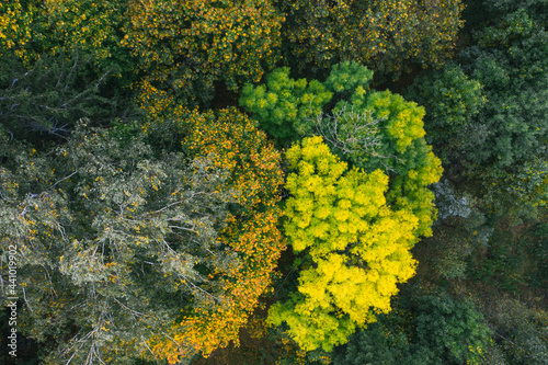 Aerial view of autumn maple trees with yellow and green leaves, top view. Fall, autumn nature, aerial forest landscape