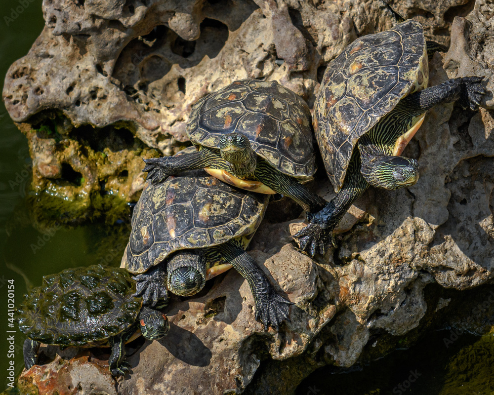 Obraz premium Turtle pond