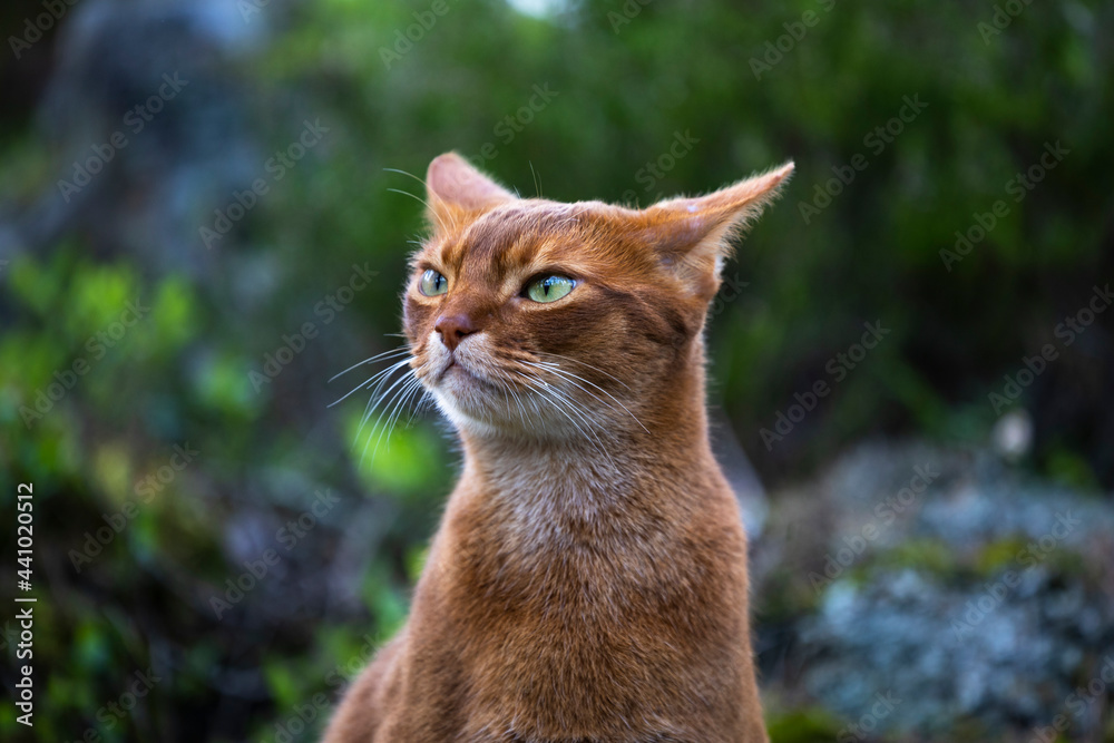 Fototapeta premium portrait of a cat
