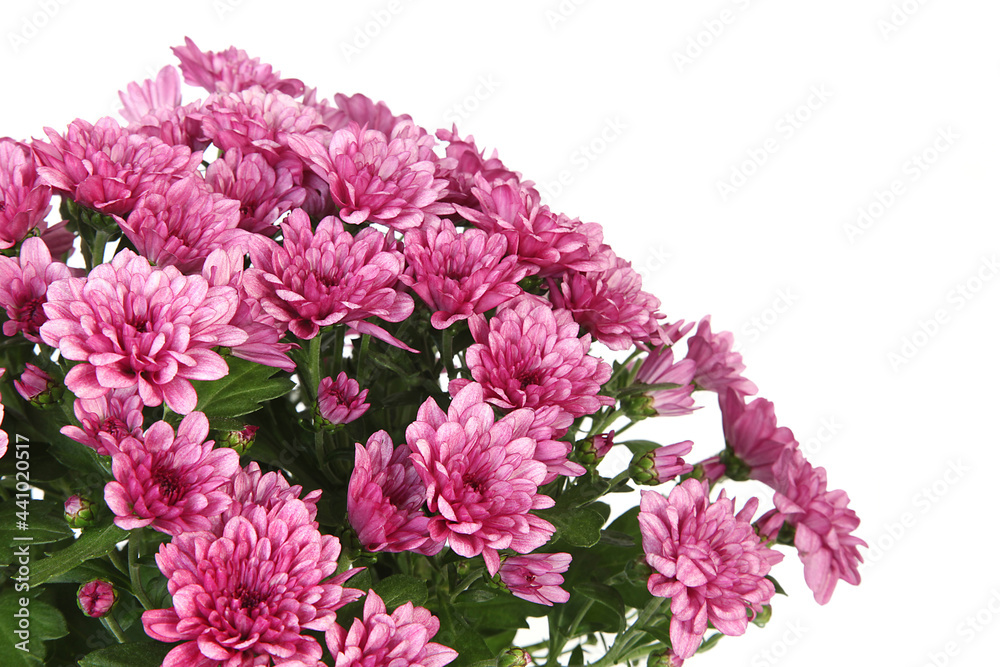 Fototapeta premium Chrysanthème rouge 
