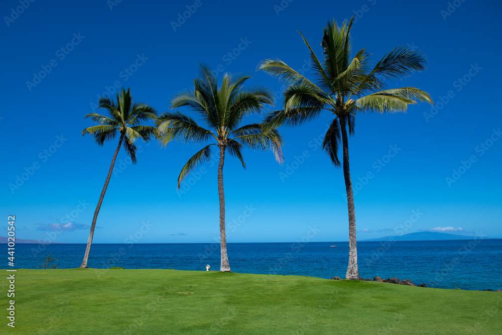 Tropical sea beach with sand, ocean, palm leaves, palm trees and blue sky. Summer beach background. Tropical sea beach with sand, ocean, palm leaves, palm trees and blue sky. Summer beach background.