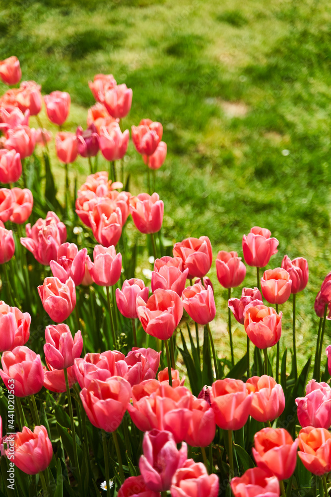Fototapeta premium Red beautiful tulips field in spring time with sun rays