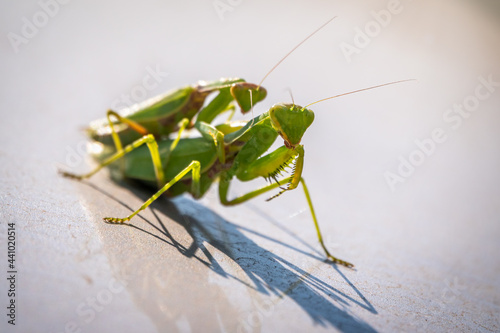 Mating of a pair of praying mantises. Close up of pair of European mantis or Praying mantis copulating in nature.