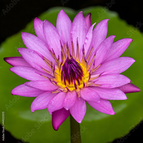 Taipei lotus flower
