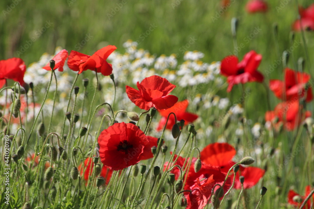 Obraz premium field of red poppies