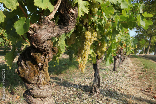 Grappe de raisin blanc dans un vignoble charentais 