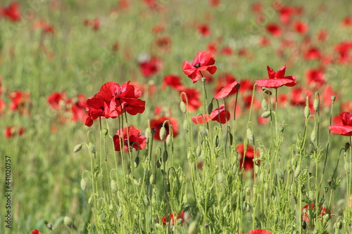 field of red poppies © Gaynor
