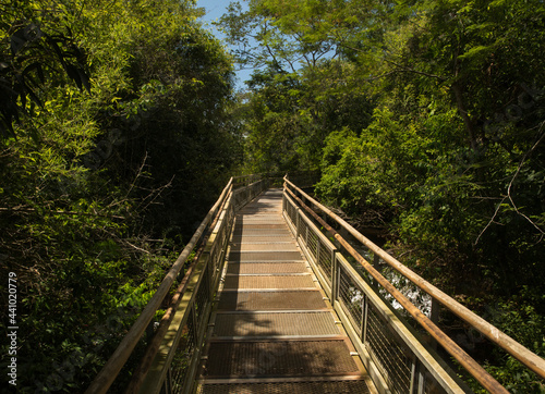 The wooden boardwalk over the river and into the jungle. View of the empty walkway into the green tropical forest in the Iguazu national park in Misiones, Argentina.