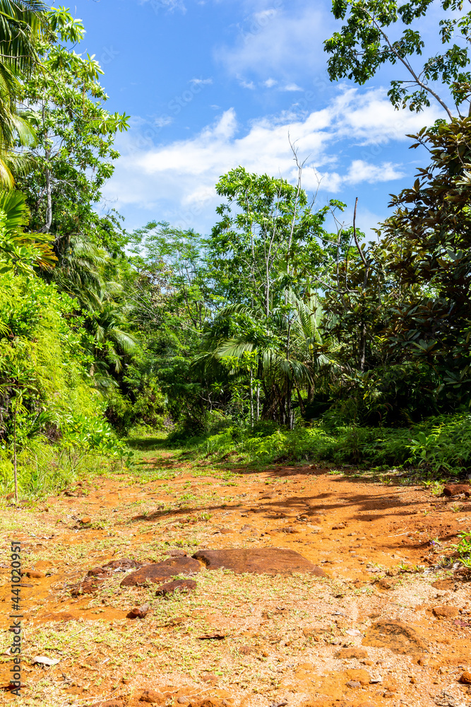 Lush tropical vegetation with endemic palm trees at Glacis Noire nature trail leading to the highest peak of Praslin Island - Mont Azore. Seychelles. Lush tropical vegetation with endemic palm trees at Glacis Noire nature trail leading to the highest peak of Praslin Island - Mont Azore. Seychelles.