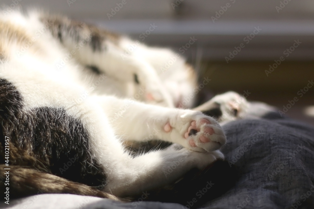 Fototapeta premium Sleeping cat, close-up of the paw. Selective focus.