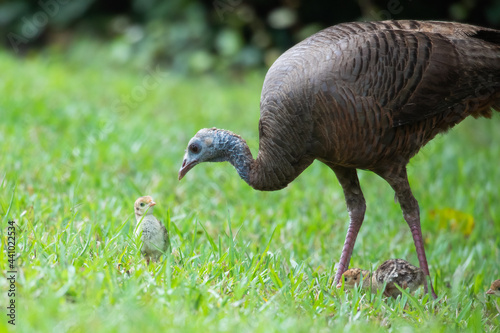 A female mother turkey (Meleagris gallopavo) with a few chicks walking through green grass. 