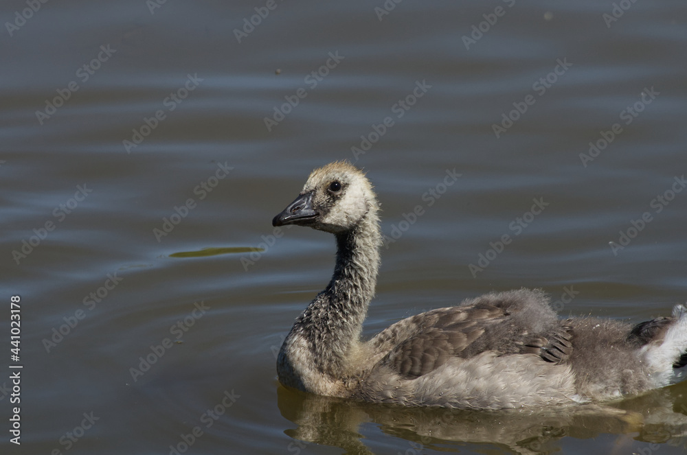 Canadian Gosling (branta canadensis) in the Water Canadian Gosling (branta canadensis) in the Water
