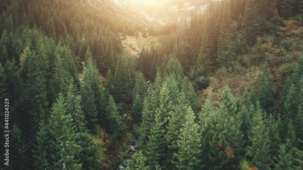 Aerial mountain pine tree forest in sunset light. Nature background. Travel, outdoor, tourism, vacation, holiday, journey. Beautiful wild landscape. Cinematic drone flight shot