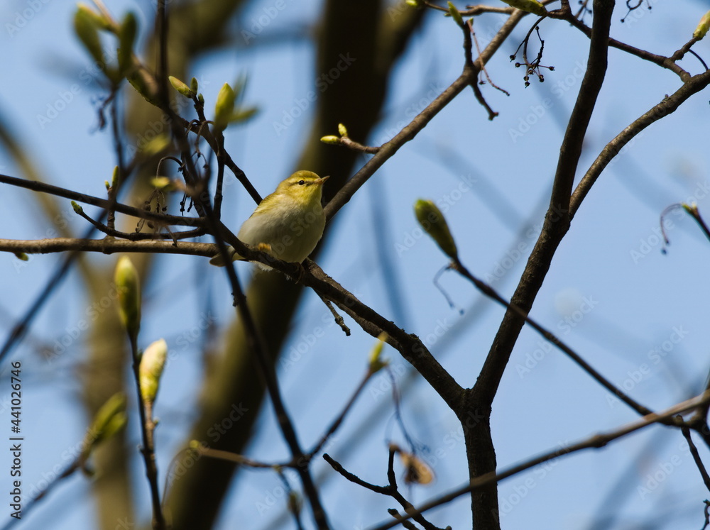 The willow warbler (Phylloscopus trochilus). Bird on a branch. Small song bird on a branch. The willow warbler (Phylloscopus trochilus). Bird on a branch. Small song bird on a branch.