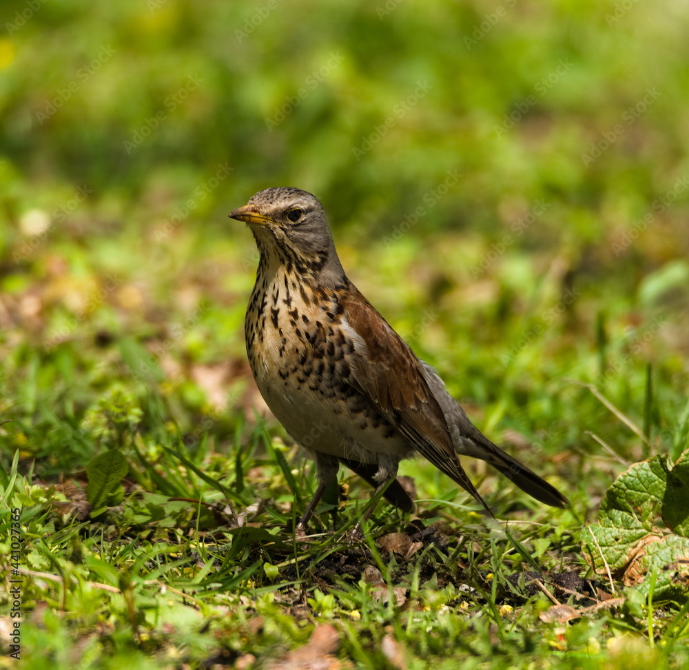 The fieldfare (Turdus pilaris) on the grass. Close-up on fieldfare in the park. The fieldfare (Turdus pilaris) on the grass. Close-up on fieldfare in the park.