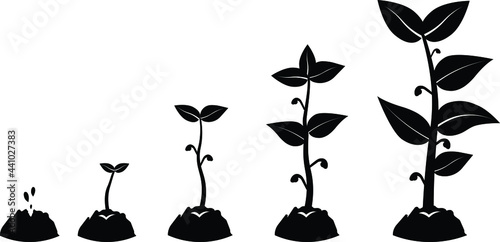 Planting seed sprout in ground, infographic silhouette sequence grow sapling. seedling gardening tree isolated on white background