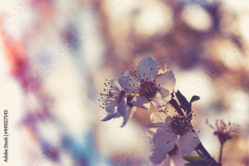Blooming tree