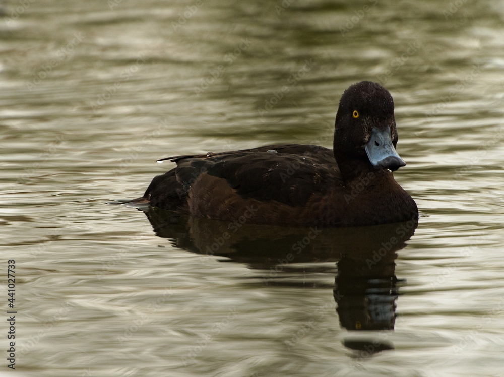 The tufted duck (Aythya fuligula). Duck in the pond. Swiming duck The tufted duck (Aythya fuligula). Duck in the pond. Swiming duck