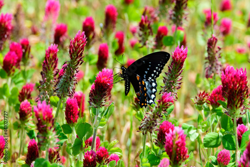 This lone Eastern Black Swallowtail butterfly has discovered this field of Crimson Clover and is making the most of the opportunity.