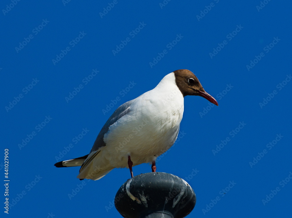 The black-headed gull (Chroicocephalus ridibundus). Seagull on a sky background The black-headed gull (Chroicocephalus ridibundus). Seagull on a sky background