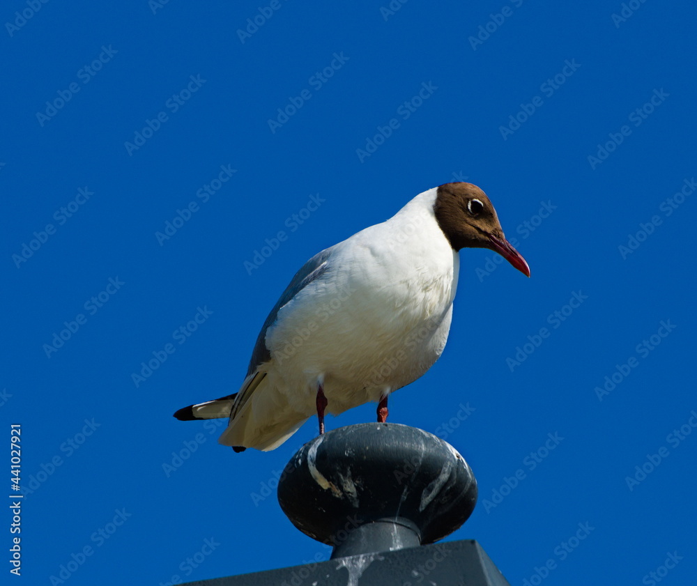 Obraz premium The black-headed gull (Chroicocephalus ridibundus). Seagull on a sky background