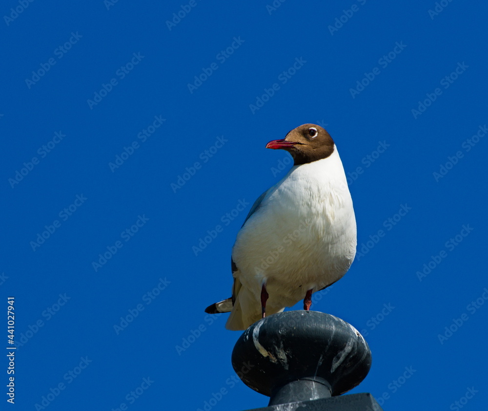 Obraz premium The black-headed gull (Chroicocephalus ridibundus). Seagull on a sky background
