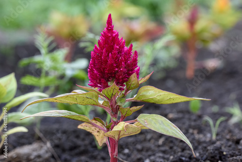 garden flower Celosia in natural conditions close-up photo