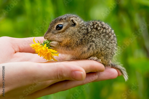 
gopher in hand