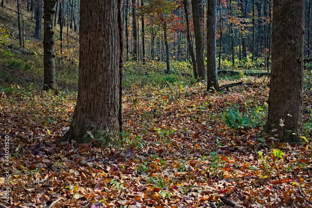 Autumn in the Chattahoochee National Forest mountains near Hammond Gap with colorful leaves on the ground in Georgia