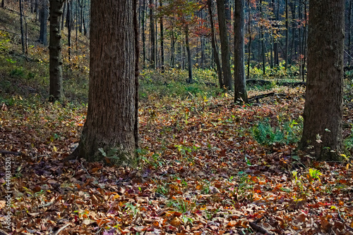 Autumn in the Chattahoochee National Forest mountains near Hammond Gap with colorful leaves on the ground in Georgia