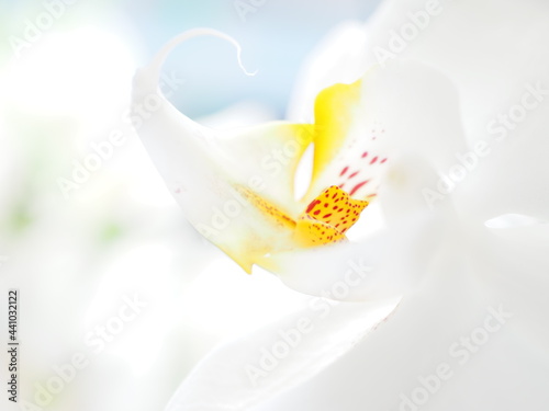 Biały kwiat 