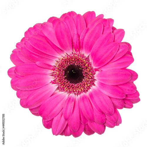 Pink gerbera flower isolated on white