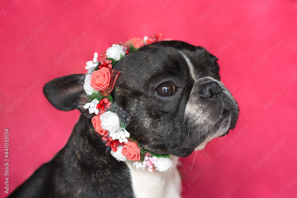 French bulldog puppy with a flowered tiara at studio