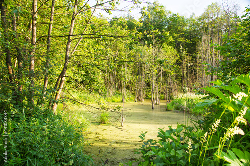 View of a swamp with a film of aquatic plants in the rays of the setting sun in summer. Flora landscape nature plants.