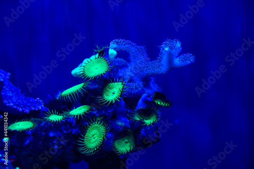 Fototapeta Naklejka Na Ścianę i Meble -  UV Coral