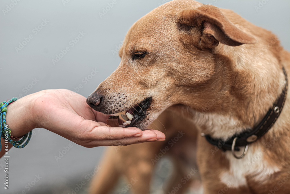 Red dog eats from hands, red dog, laugh, together, lifestyle, general plan, nature, rest, travel, happiness, childhood, dog, friend, pet, red, color photo, close-up, stock photo, mongrel, shelter dogs Red dog eats from hands, red dog, laugh, together, lifestyle, general plan, nature, rest, travel, happiness, childhood, dog, friend, pet, red, color photo, close-up, stock photo, mongrel, shelter dogs