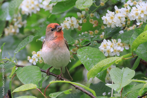 Common Rosefinch photo