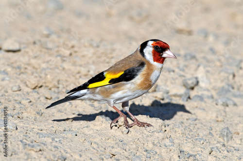 European Goldfinch // Stieglitz, Distelfink  (Carduelis carduelis) photo