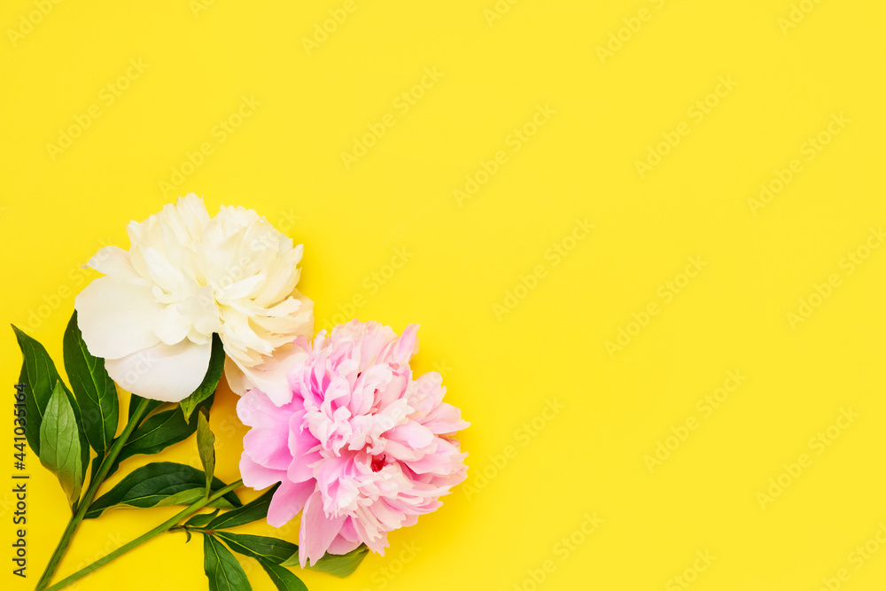 Pink and white peonies flower buds on bright yellow background