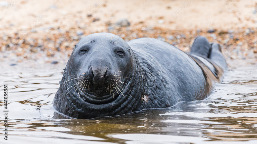 Fototapeta premium Grey Seal at Blakeney