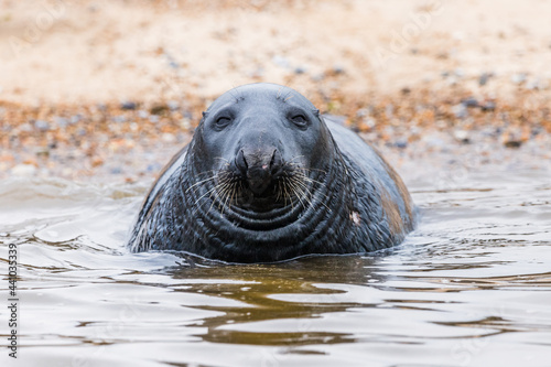 Face on with a Grey Seal